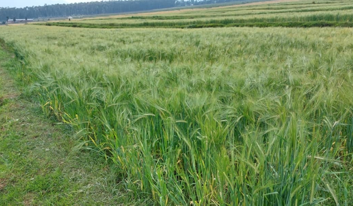 Bralirwa Plc scaling up its local sourcing efforts to enhance livelihoods of farmers and promote environmental sustainability. Photo: Courtesy.