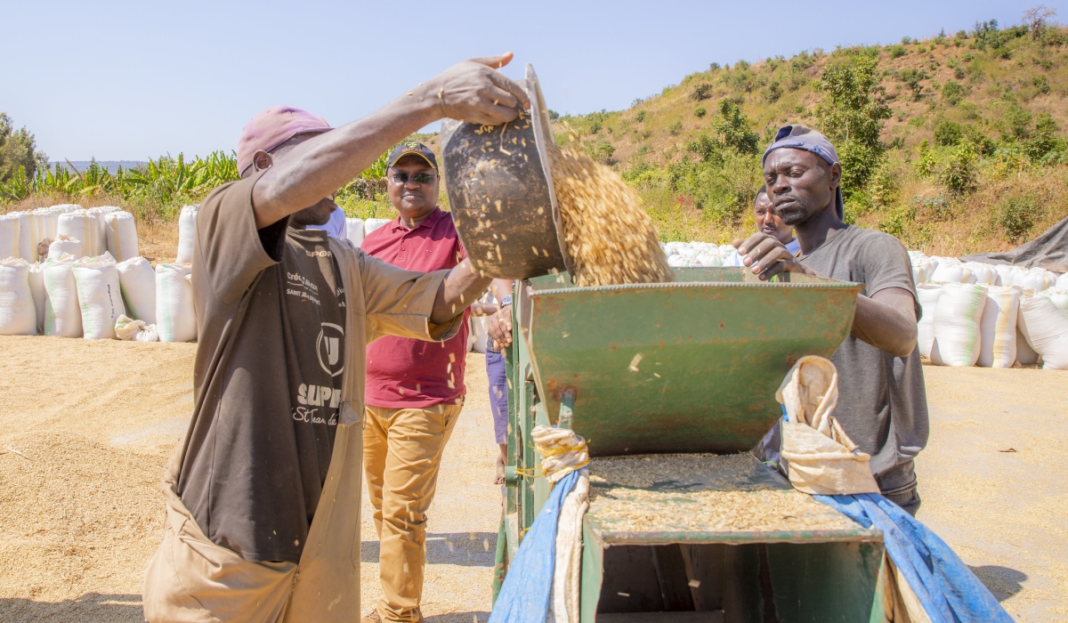 Farmers at a collection site of their rice production. Courtesy