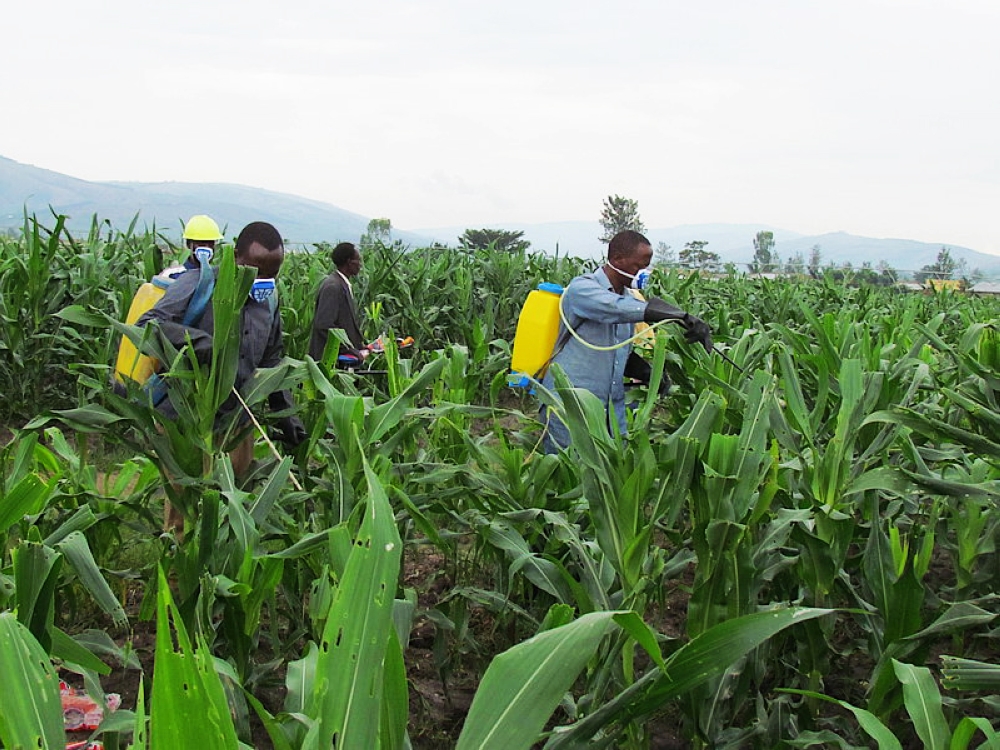 Maize farmers across the country are worried as armyworms have built resistance to pesticides. File