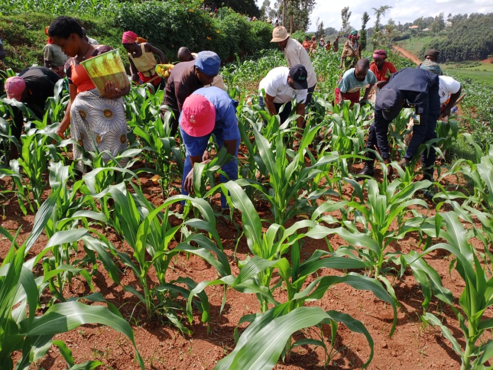 Farmers work in their maize plantation in Gisagara on November 10. Courtesy
