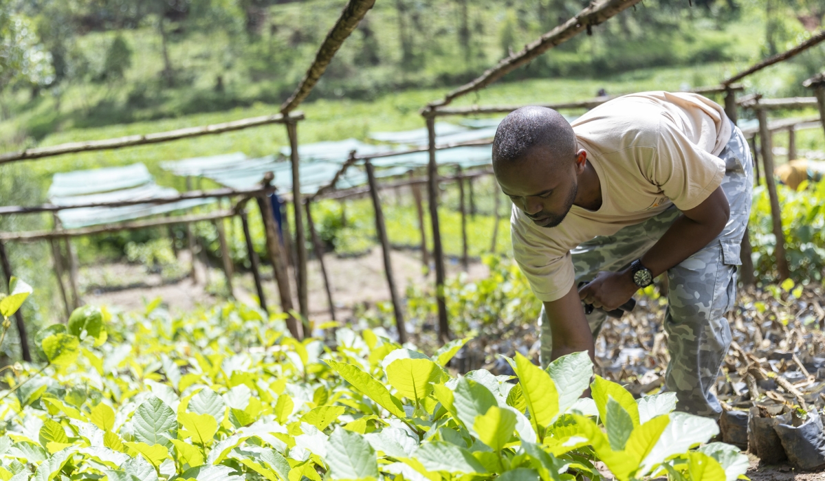 Shema, Founder of Wildlife Conservation Travel (WTC), works in nursery tree farm in Musanze. He is among the 25 selected entrepreneurs participating in the 7th Edition of the BK Urumuri Initiative.   Olivier Mugwiz