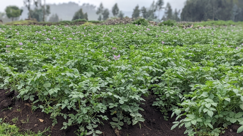 A new potato varieties are under trial in Eastern Province to increase national potato production. Germain Nsanzimana