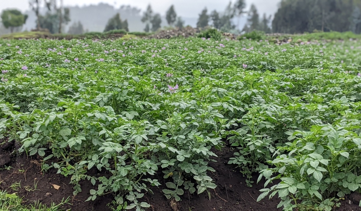 A new potato varieties are under trial in Eastern Province to increase national potato production. Germain Nsanzimana
