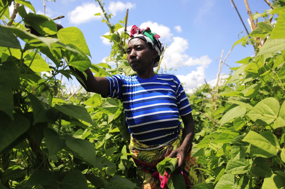 A farmer works in her beans plantation in Muko Sector in Musanze District. PHOTO BY SAM NGENDAHIMANA