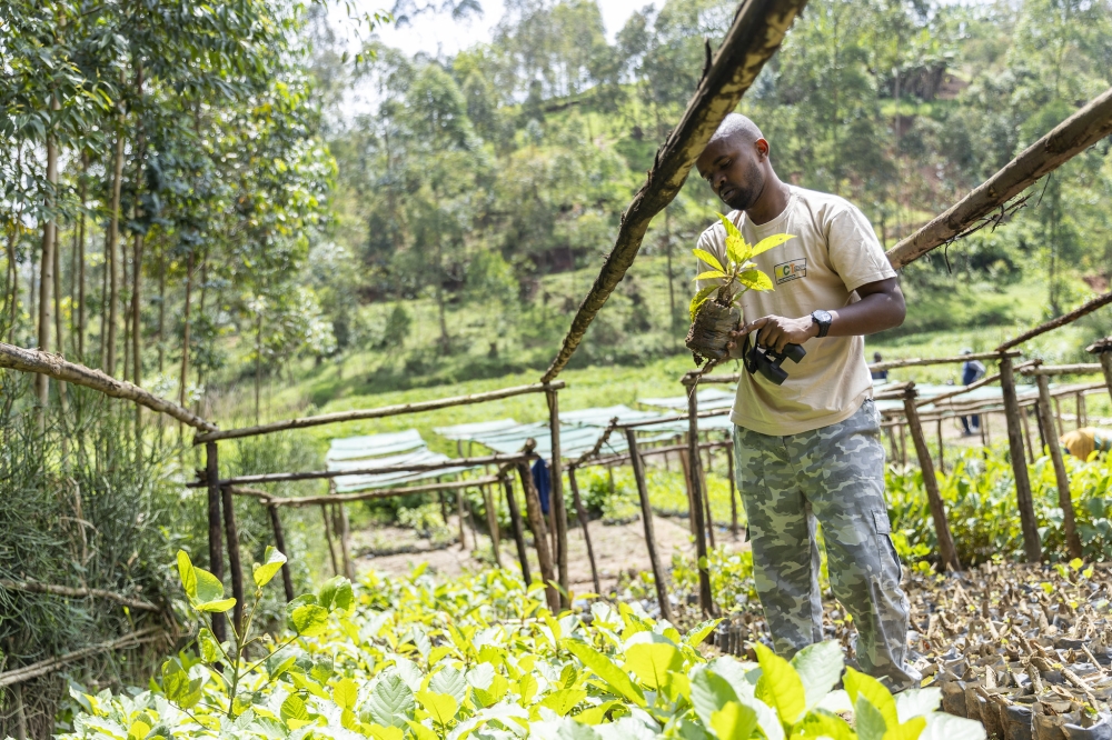 Serge Shema, a forestry entrepreneur, working in  his nursery tree farm in Musanze District on October 26. Over 3,000 Rwandan forest farmers and cooperatives could soon get additional money as an incentive for protecting and preserving trees.  Photo by Olivier Mugwiza