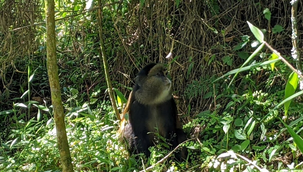 A golden monkey in Mukura-Gishwati forest. The animal population in Gishwati-Mukura, the youngest national park in Rwanda, has grown since restoration efforts of the biosphere began in 2014. Photo by Germain Nsanzimana