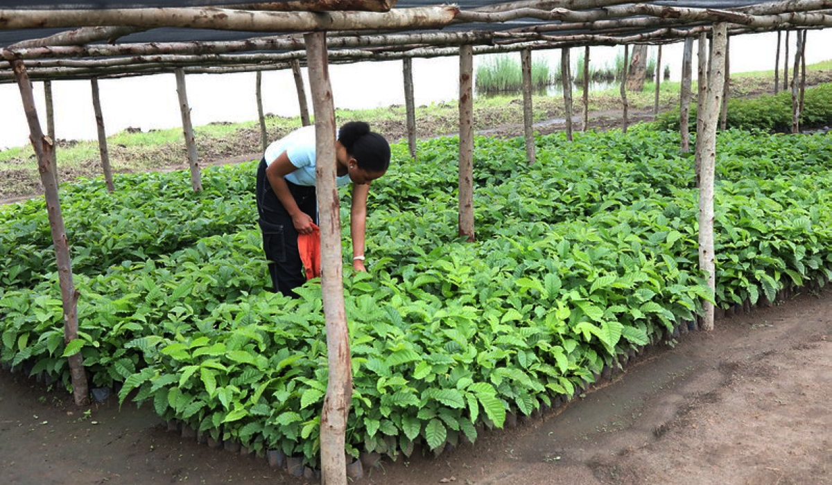 One of tree nurseries that were established by the government in Eastern province.  Residents were urged to plant different tree species including those serving as food for bees. Courtesy
