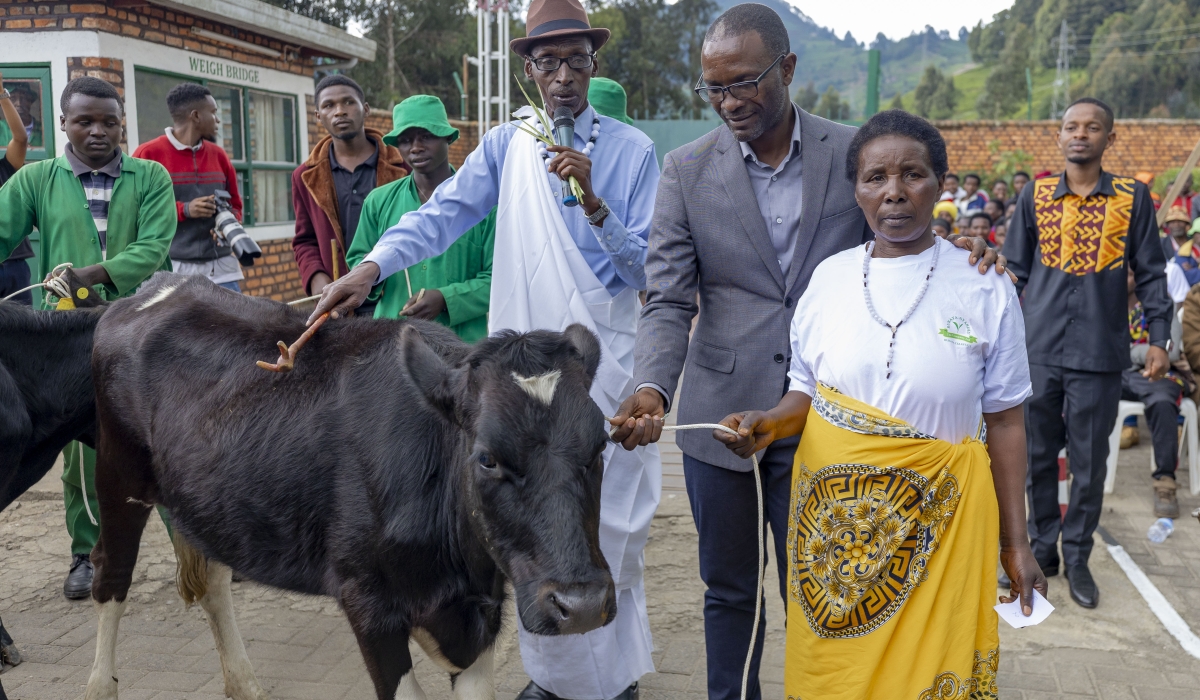 A tea farmer receives her cows as Rwanda Mountain Tea Ltd (RMT) observes Farmers&#039; Day   by acknowledging  tea farmers across its eight factories for their role in the nation&#039;s progress. Courtesy 