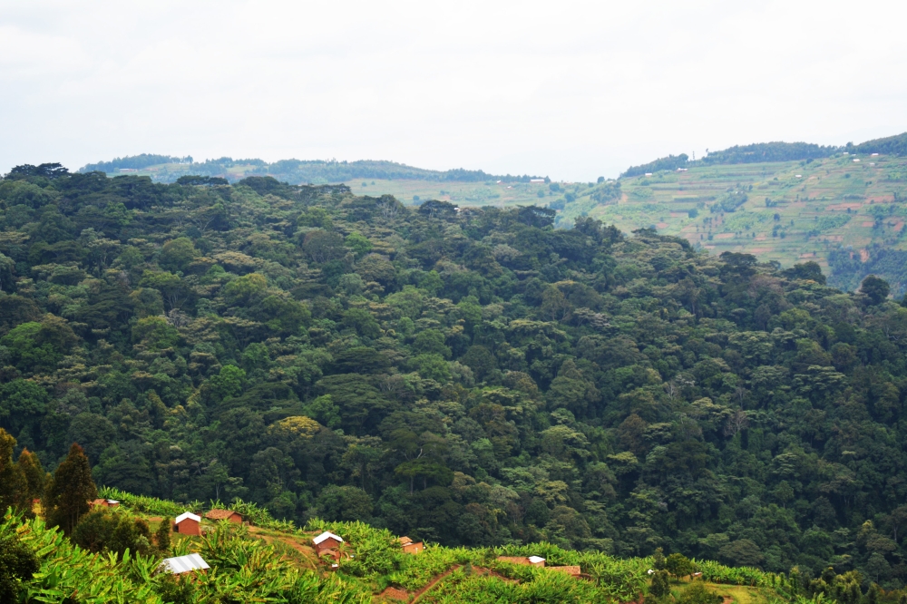 A view of Busaga natural forest in Muhanga District which is among the leading protected areas. Rwanda Forestry Authority has placed forests covering approximately 1,000 hectares, managed by farmers’ cooperatives. File
