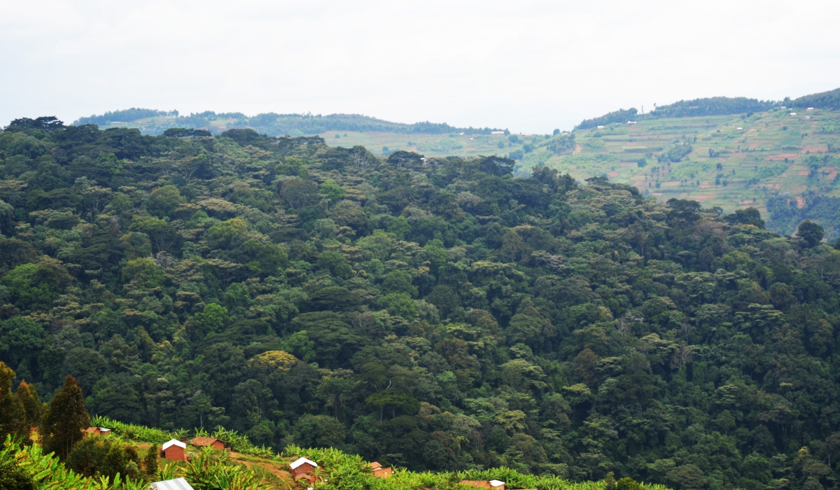 A view of Busaga natural forest in Muhanga District which is among the leading protected areas. Rwanda Forestry Authority has placed forests covering approximately 1,000 hectares, managed by farmers’ cooperatives. File
