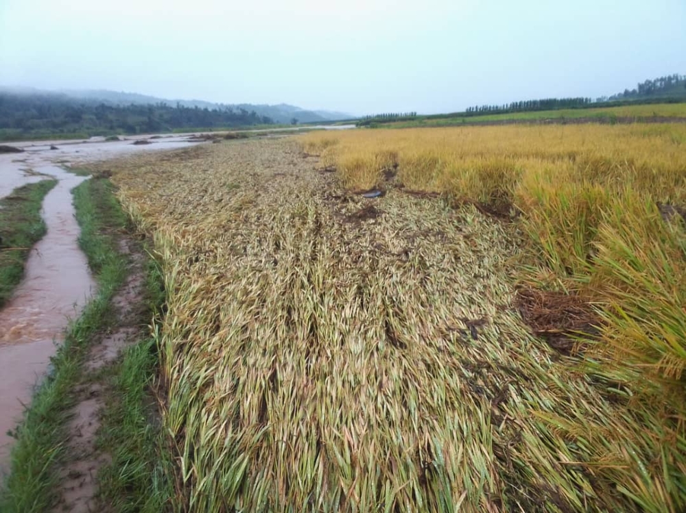 River Rubyiro burst its banks and damaged a bridge connecting three sectors in Rusizi District.