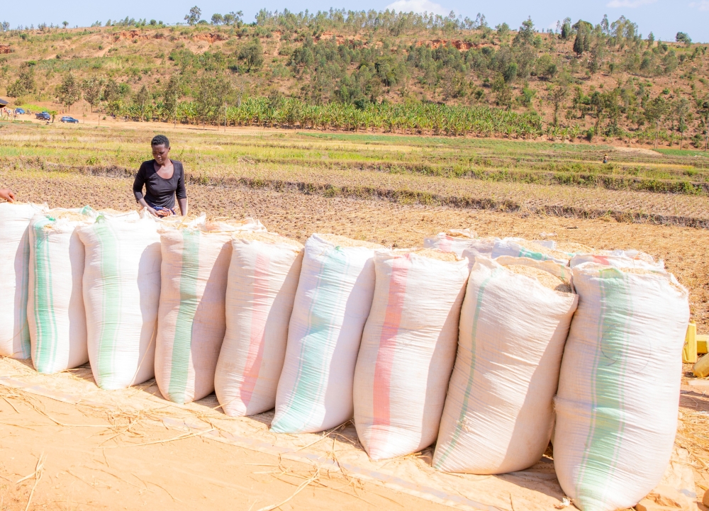 Packages of rice produce collected during the haverst time in Bugesera District. Paddy rice production in 2023 amounted to 133,628 tonnes, 1,446 tonnes less than the 135,074 tonnes recorded in the previous year. Courtesy
