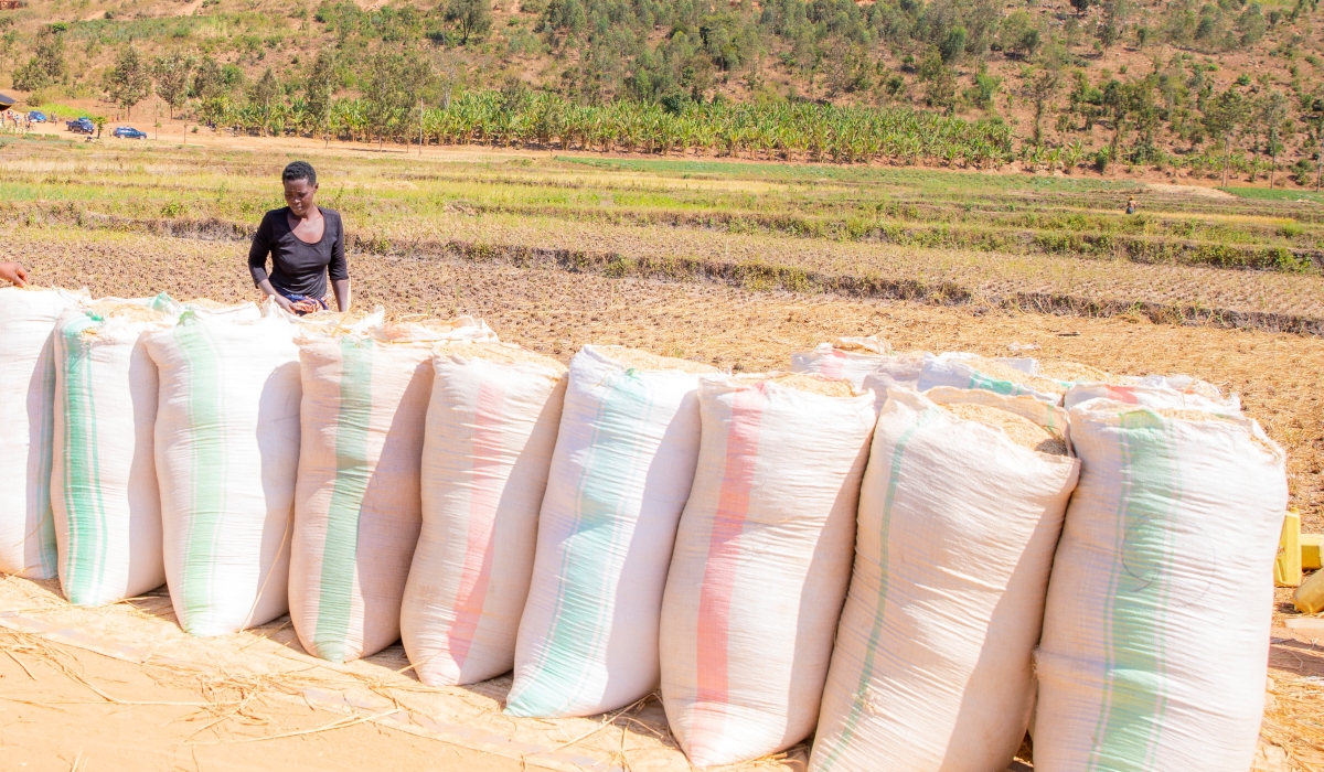 Packages of rice produce collected during the haverst time in Bugesera District. Paddy rice production in 2023 amounted to 133,628 tonnes, 1,446 tonnes less than the 135,074 tonnes recorded in the previous year. Courtesy