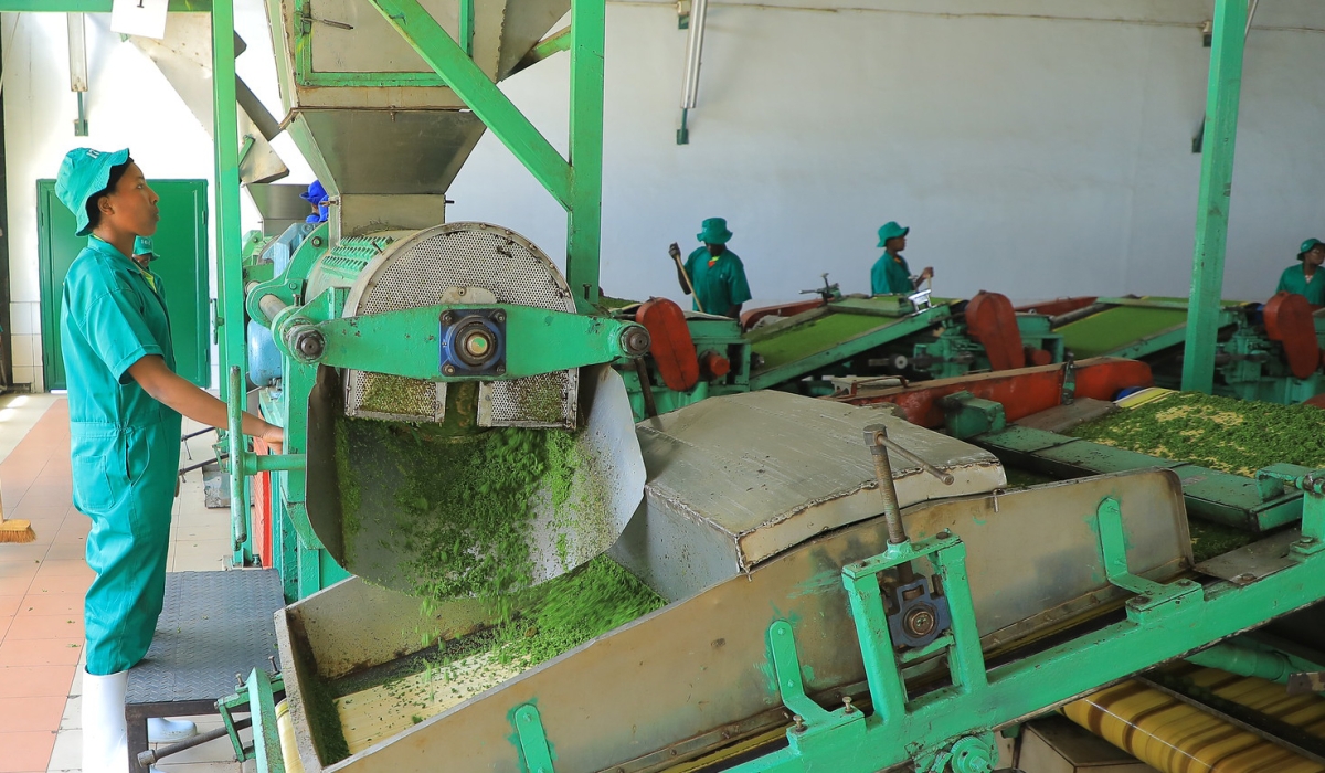 Workers during tea processing activities at Kitabi Tea Company in Nyamagabe District on December 17, 2023. Photo by Craish Bahizi