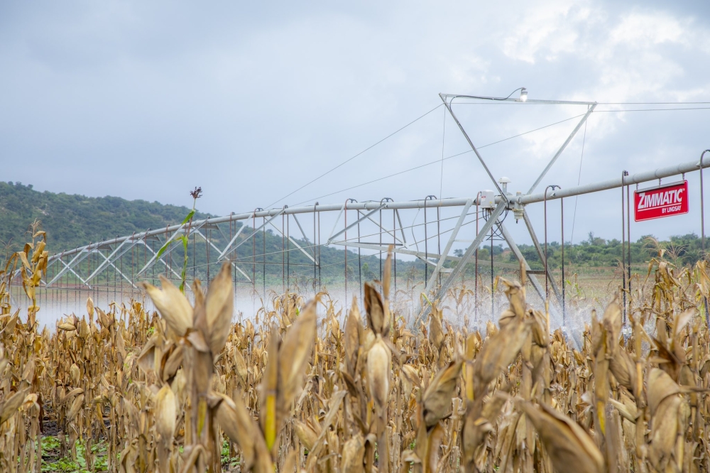 Over 500,000 tonnes of maize will be harvested in Eastern Province, officials said.