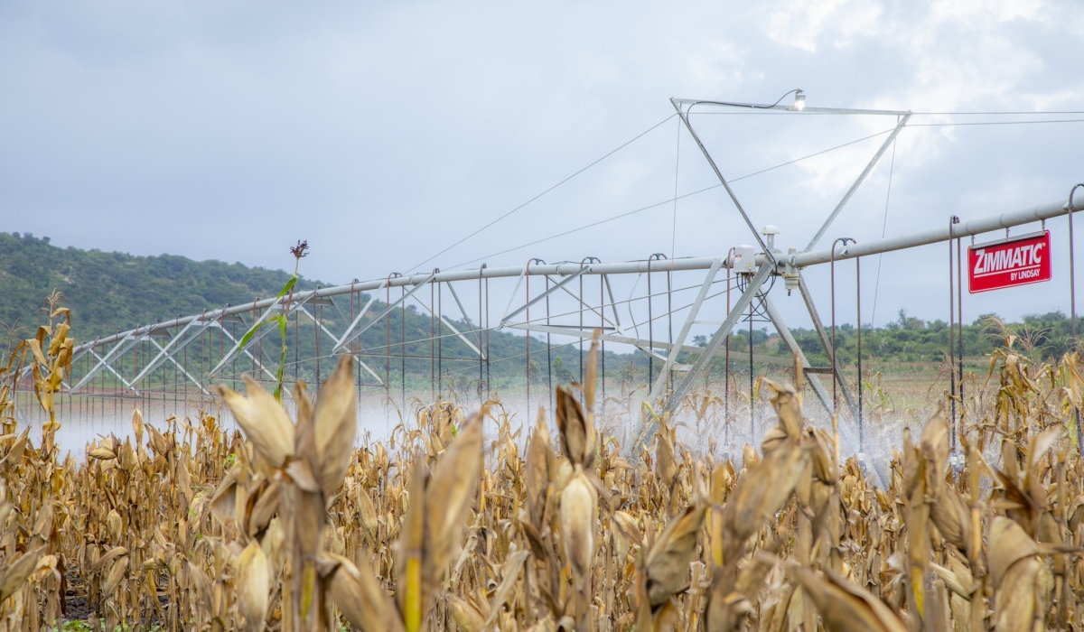 Over 500,000 tonnes of maize will be harvested in Eastern Province, officials said.