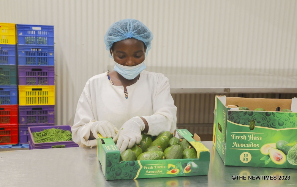 A worker packs avocadoes of Fuerte variety at Garden Fresh&#039;s packhouse at Kigali Special Economic Zone where the third avocado reefer container sea shipment to Dubai was flagged off, on January 12, 2024 (Chelsea Nkubito)
