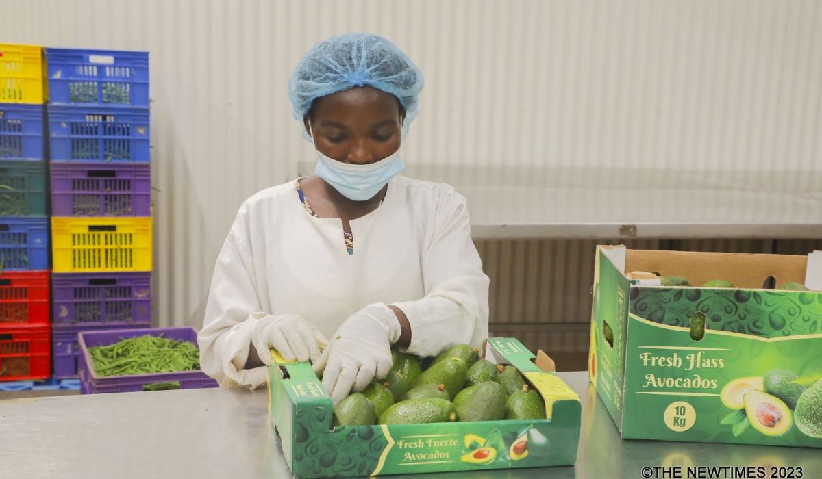 A worker packs avocadoes of Fuerte variety at Garden Fresh&#039;s packhouse at Kigali Special Economic Zone where the third avocado reefer container sea shipment to Dubai was flagged off, on January 12, 2024 (Chelsea Nkubito)