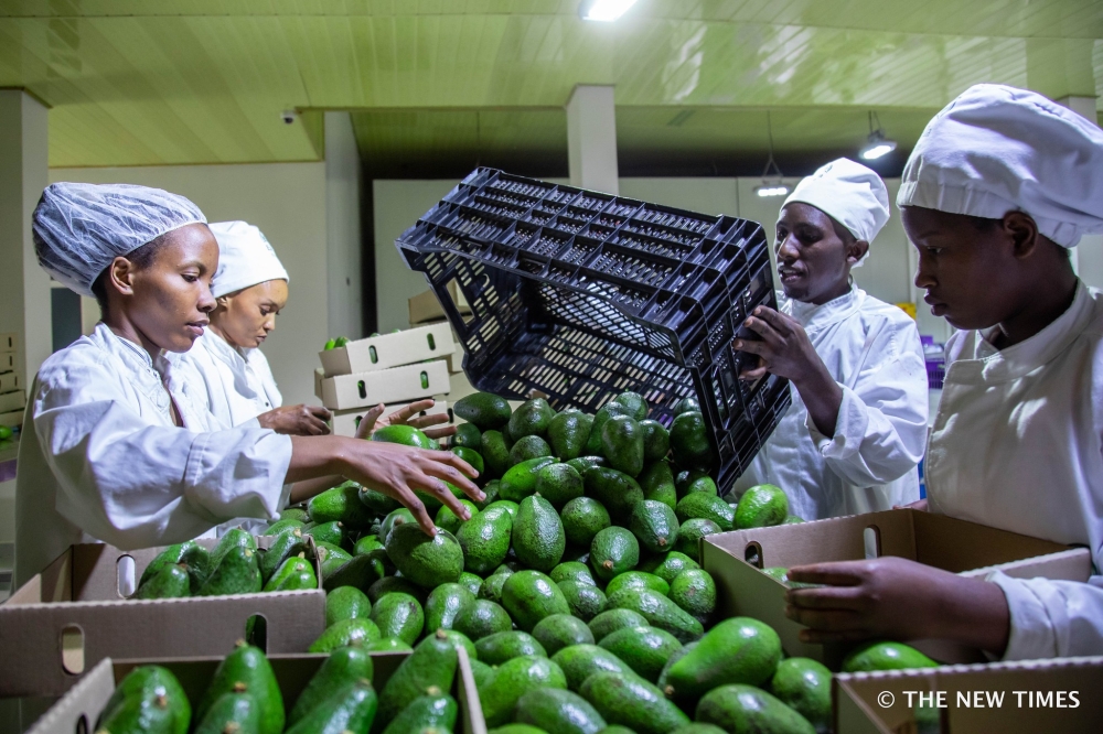 Workers packing fresh avocadoes for export at a National Agricultural Export Development Board (NAEB) packhouse in Kigali. File 