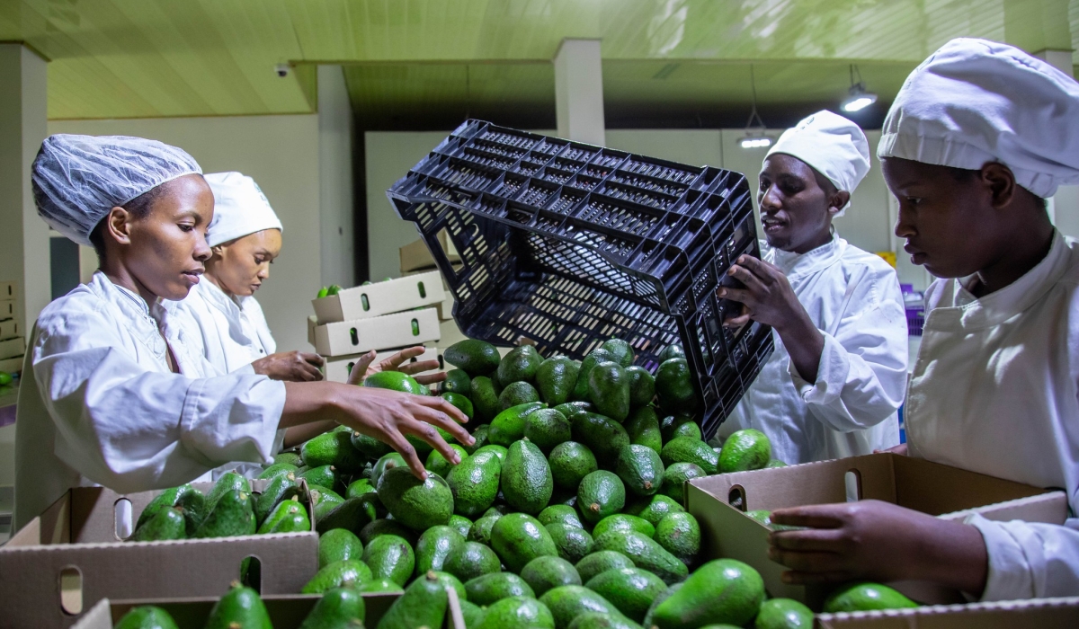 Workers packing fresh avocadoes for export at a National Agricultural Export Development Board (NAEB) packhouse in Kigali. File 