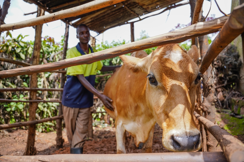 Xavier Niyonsenga, a beneficiary of the Vision Umurenge Programme (VUP), feeds his cow in a cowshed at his home in Gikomero Sector, Gasabo District, on March 3,2022.  Rwanda targets to lift 315,000 households out of poverty and extreme poverty within two years. File