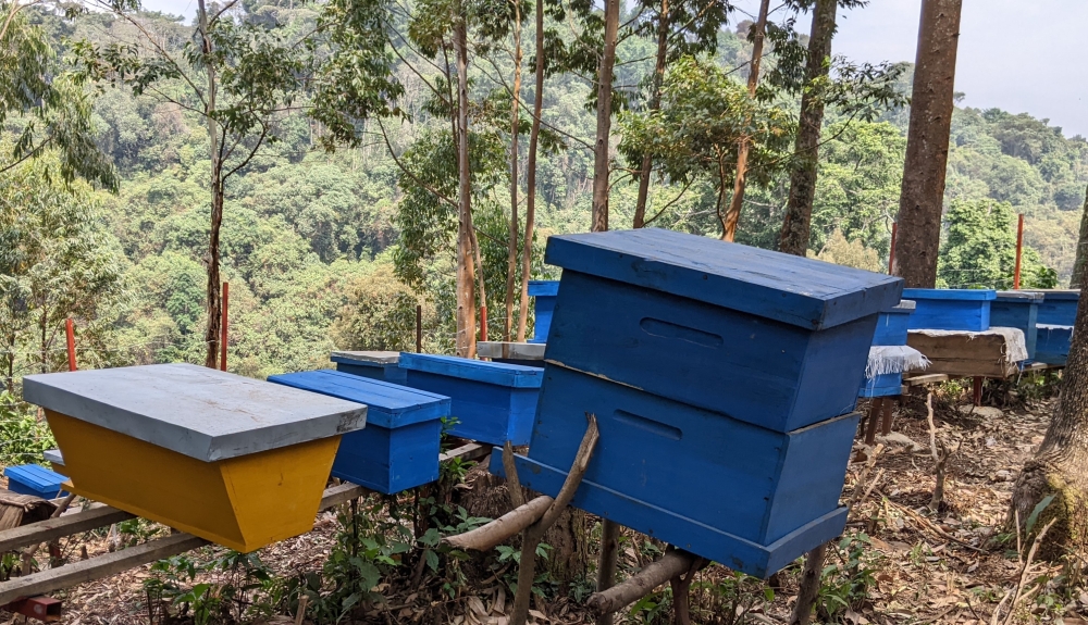 Beekeeping near Gishwati-Mukura Biosphere Reserve is expected to boost honey production. Photo by Germain Nsanzimana