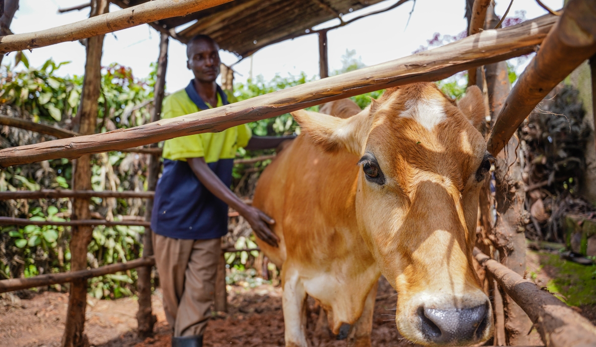 Xavier Niyonsenga, a beneficiary of the Vision Umurenge Programme (VUP), feeds his cow in a cowshed at his home in Gikomero Sector, Gasabo District, on March 3,2022.  Rwanda targets to lift 315,000 households out of poverty and extreme poverty within two years. File