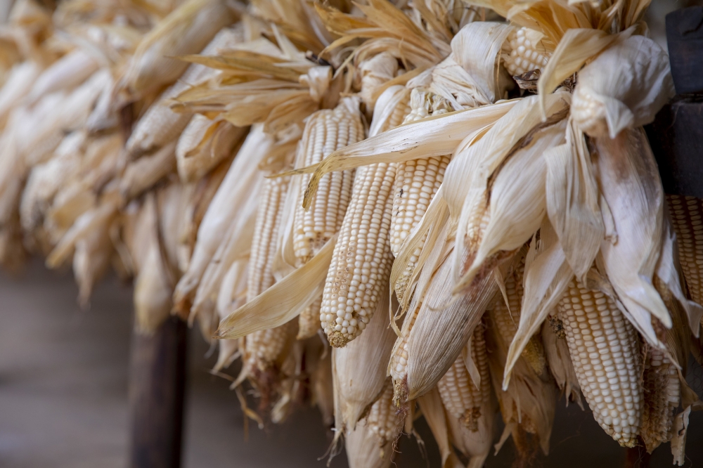 MINICOM announced that a kilogramme of maize grain (threshed) must be bought at a minimum Rwf400 from a farmer, while that of maize grains still on cobs must be at least Rwf311. Courtesy