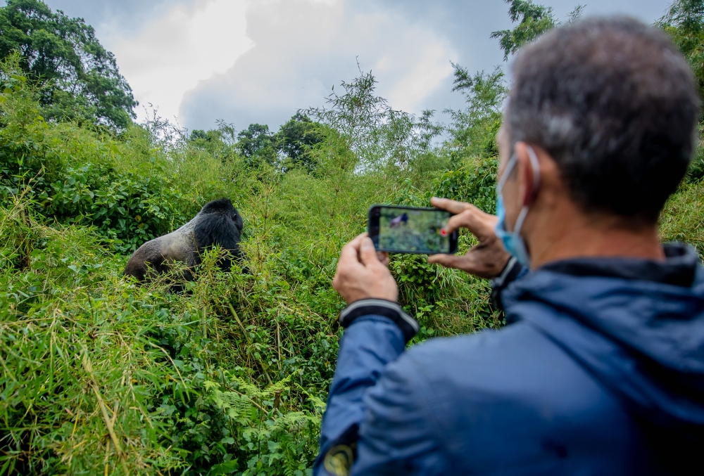 A tourist captures some pictures while visiting mountain gorillas in Volcanoes National Park on June 27, 2022. Courtesy