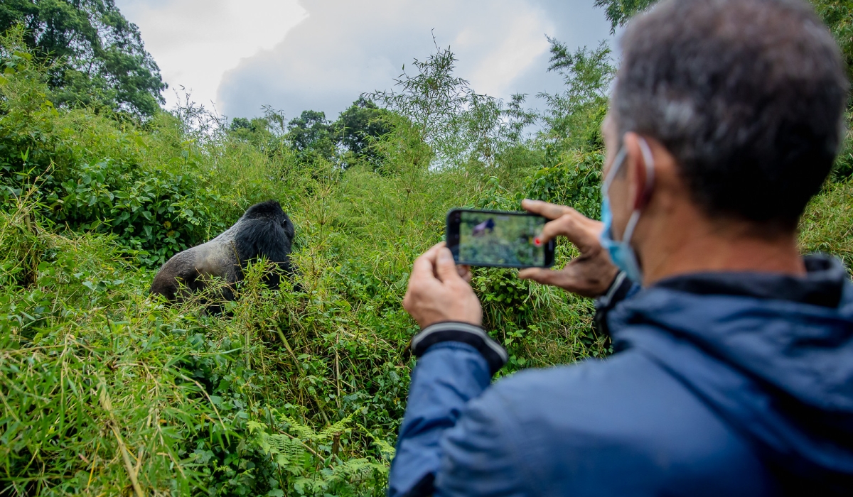 A tourist captures some pictures while visiting mountain gorillas in Volcanoes National Park on June 27, 2022. Courtesy