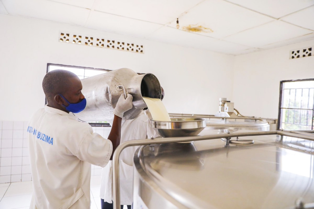 Workers filling milk at collection centre in Gicuimbi District. MINAGRI announced that annual milk production reached more than one million tonnes (one billion litres) in 2023. Courtesy