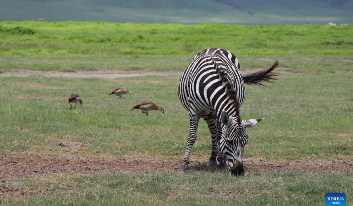 This photo taken on Jan. 29, 2024 shows a zebra in Ngorongoro Conservation Area, Arusha, Tanzania. (Xinhua/Hua Hongli)