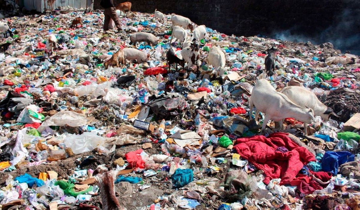 Goats rummage through a heap of garbage. Somalia is the latest African country to ban single-use plastics. PHOTO- DENNIS ONSONGO