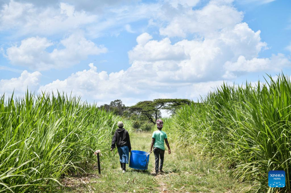 Local farmers work at a Juncao farm in Lenginet village, Nakuru, Kenya, on Jan. 26, 2024. Introduced by Chinese agripreneur Jack Liu in 2021, Juncao grass has revolutionized animal husbandry in Kenya&#039;s semi-arid outposts, guaranteeing an uninterrupted supply of nutritious fodder to herders and subsistence farmers. (Xinhua/Han Xu)