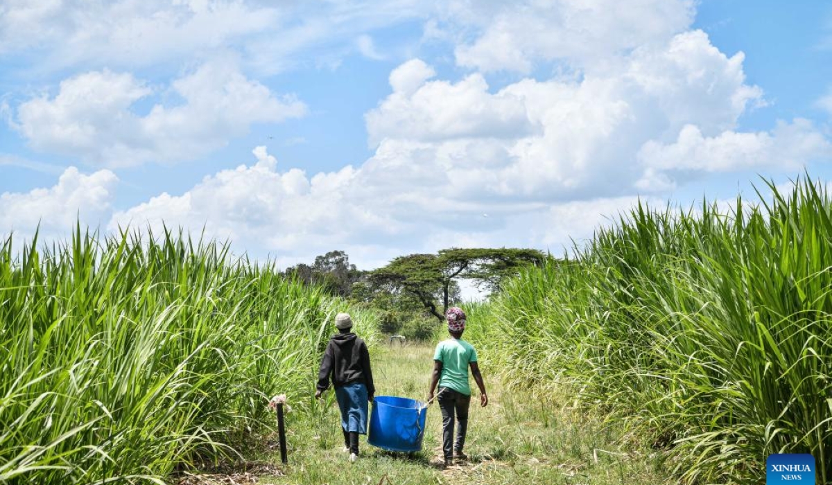 Chineseinvented Juncao grass changing fortunes of Kenya's dairy