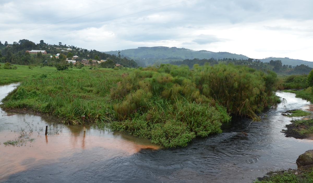 A view of Rugezi Wetland in Burera District. The wetland stands as Rwanda&#039;s sole Ramsar site. Photo by Samuel Ngendahimana