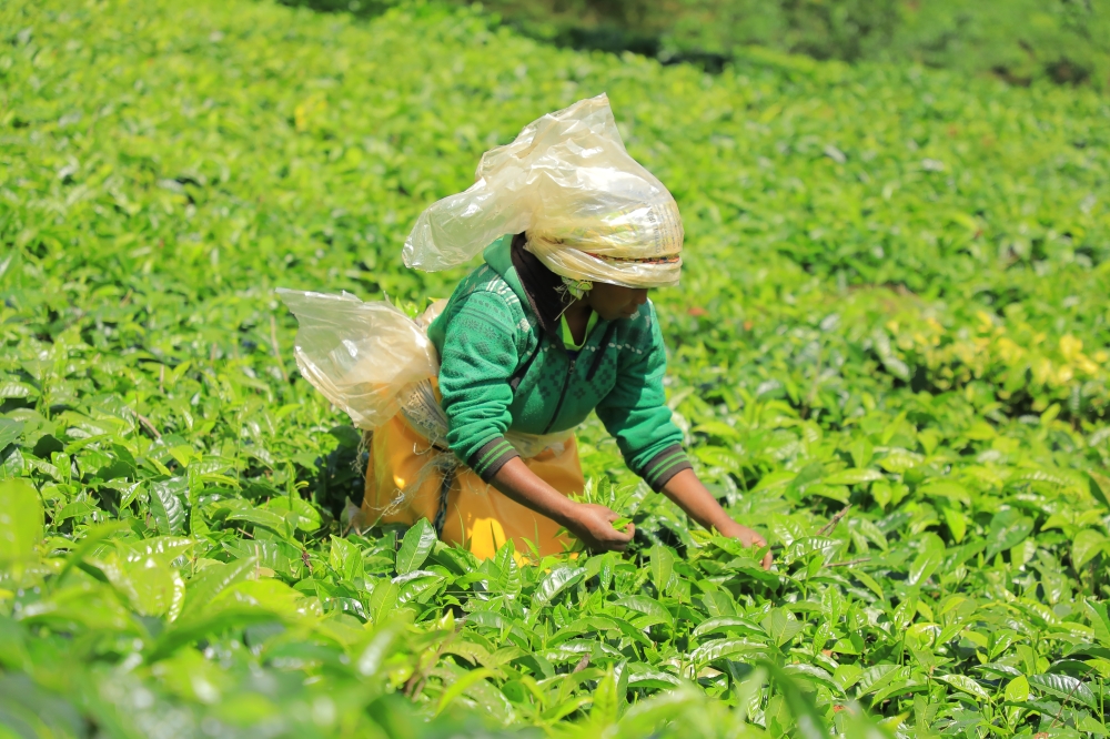 Farmer harvesting tea in Nyamagabe District on December 17, 2023. Photo by Craish Bahizi