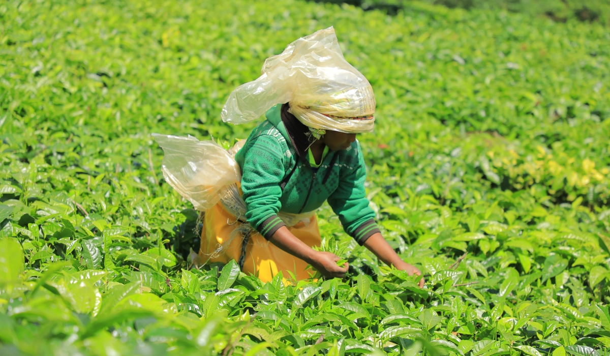 Farmer harvesting tea in Nyamagabe District on December 17, 2023. Photo by Craish Bahizi