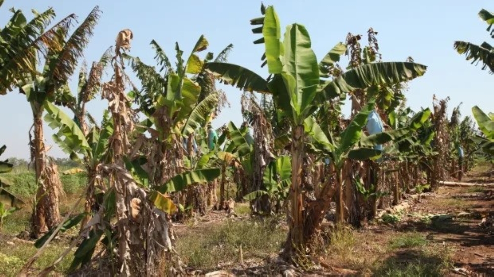 A banana plantation that was attacked by Panama disease in Kayonza District in Eastern Province in Rwanda. File