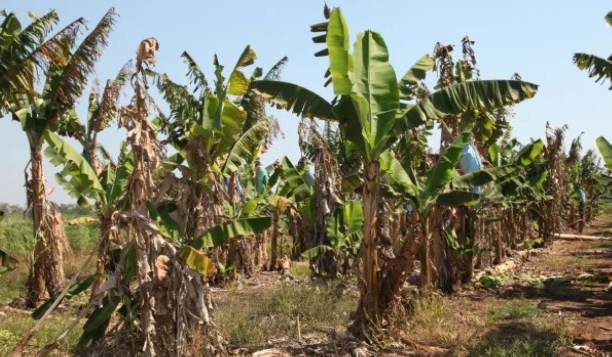 A banana plantation that was attacked by Panama disease. Courtesy