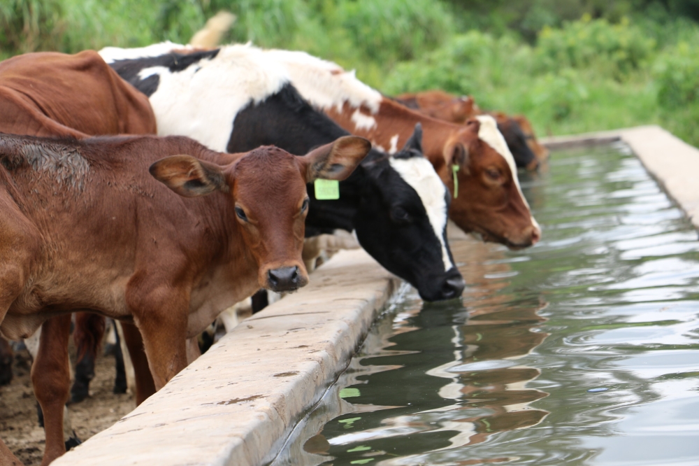 The new project seeks to deal with climate change and variabilities that influence feed and water availability for cattle. Photo by Sam Ngendahimana