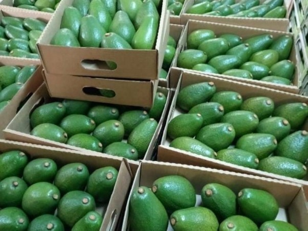 Avocados for exports