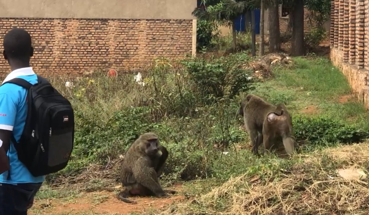 Residents in the area, call for action on the matter and urge local authorities to address the increasing baboon population in Nyagatare.