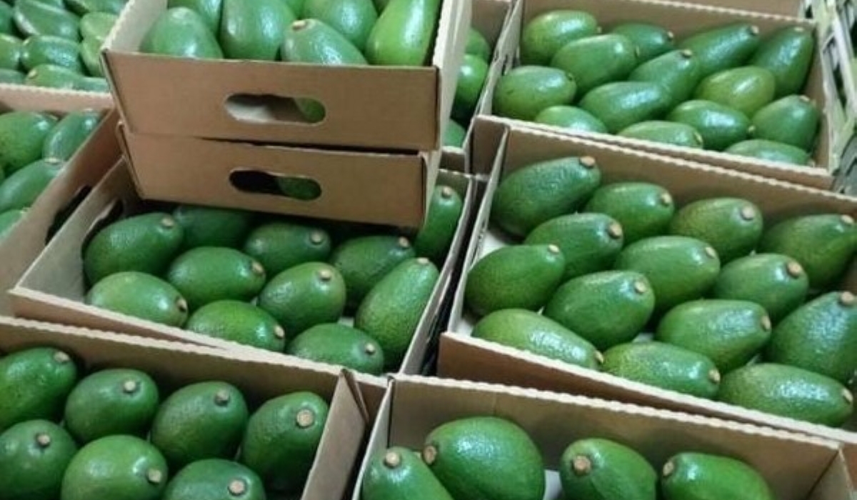 Avocados for exports