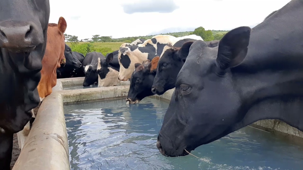 Cows drink water from a trough supplied by one of solar-powered boreholes constructed under the initial Rwanda Dairy Development Project (RDDP), in Eastern Province, in 2020 (Photo courtesy of IFAD). 