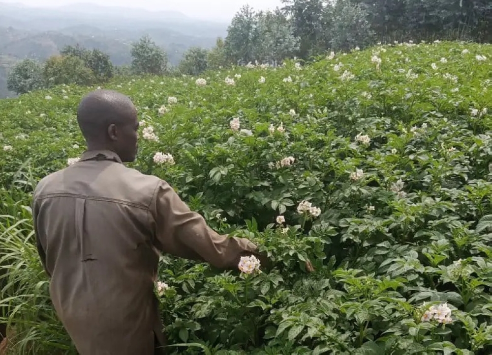 A Farmer weeding in an Irish potato garden. Use of pesticides in treating potato disease could stop the decline in bee population and help increase honey production. Photo Courtesy