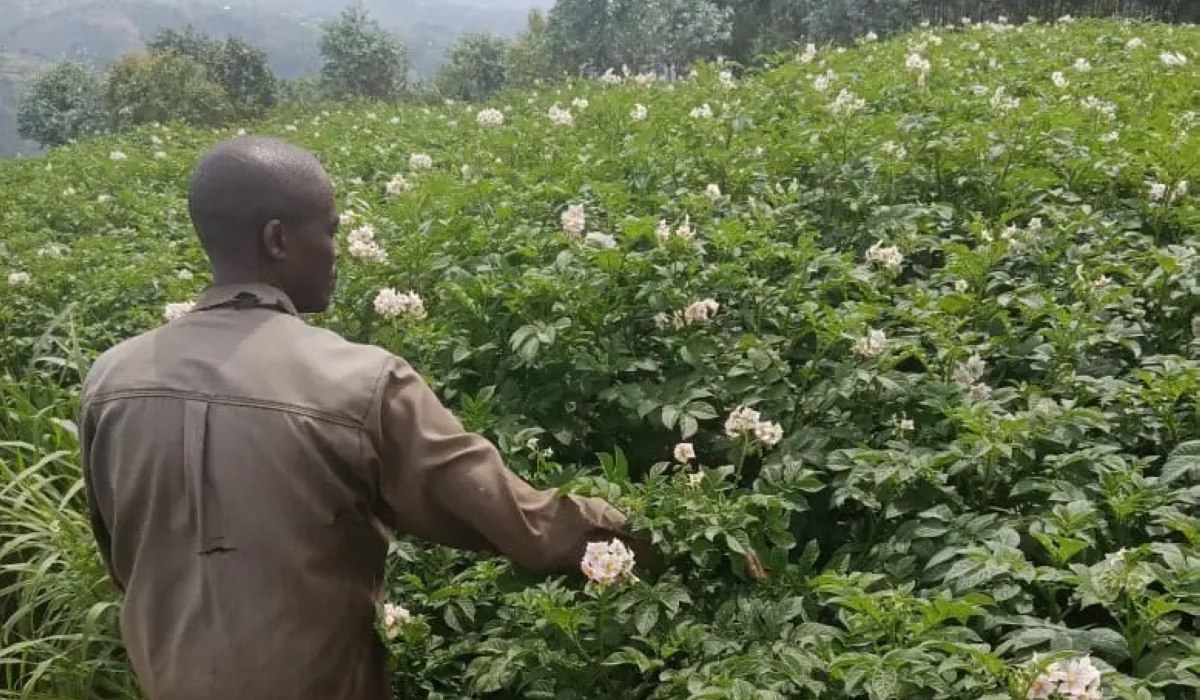 A Farmer weeding in an Irish potato garden. Use of pesticides in treating potato disease could stop the decline in bee population and help increase honey production. Photo Courtesy