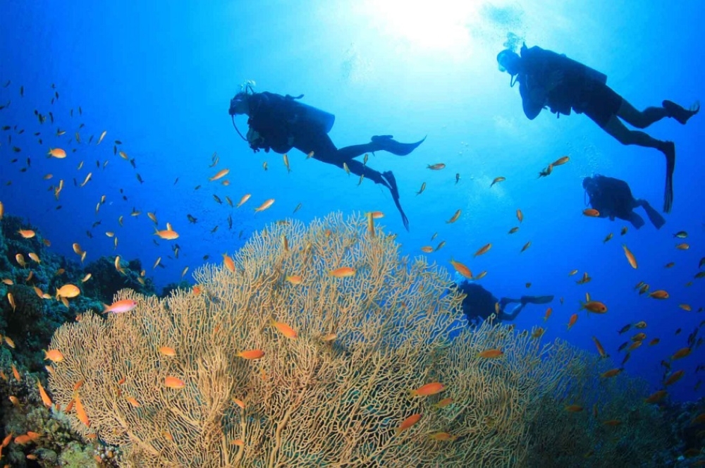 With over 300 dive sites, some of which are recognised globally, dive tourism contributed more than 73 billion pesos (US$1.3 billion) to the Philippine economy in 2023, nearly twice the revenue the industry earned in 2022, the country&#039;s Department of Tourism said Friday. The Philippines as an archipelago, at the centre of the coral triangle, is home to biologically diverse marine and aquatic resources.