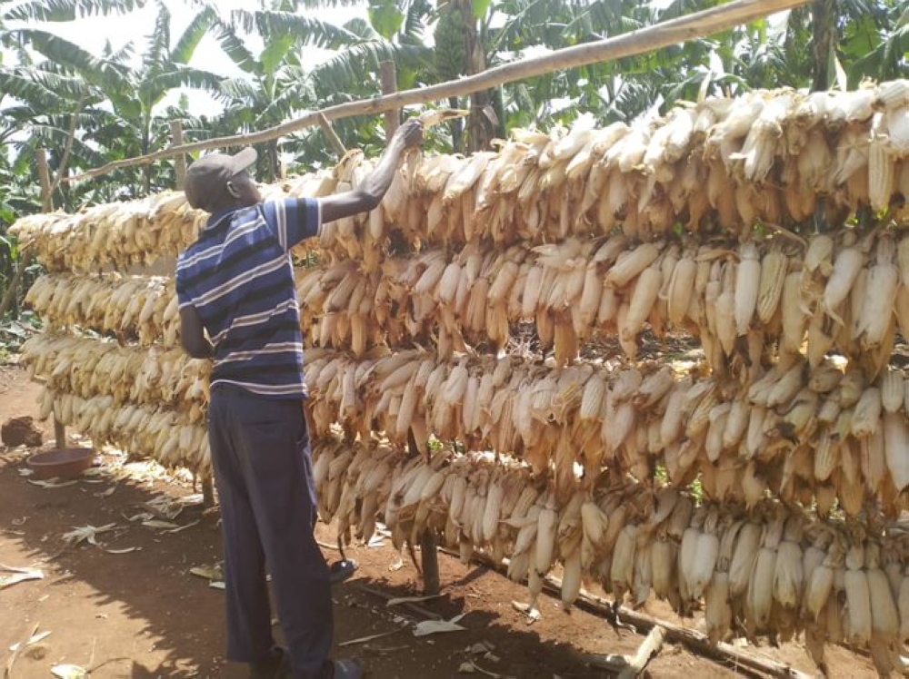 A farmer suspends maize cobs on a wooden structure to sun-dry in Mushikiri Sector, Kirehe District. Rains hindered maize drying efforts of farmers in the current harvest season, leading to adjustments in prices that were set on January 19, 2024 (courtesy)