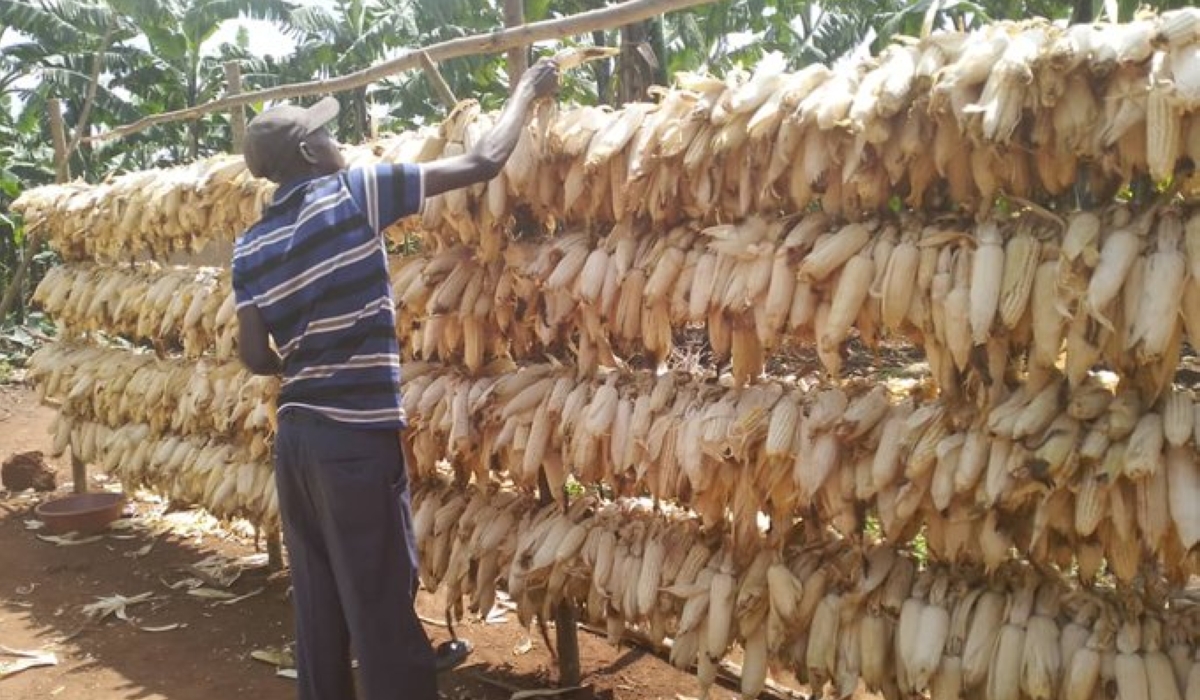 A farmer suspends maize cobs on a wooden structure to sun-dry in Mushikiri Sector, Kirehe District. Rains hindered maize drying efforts of farmers in the current harvest season, leading to adjustments in prices that were set on January 19, 2024 (courtesy)